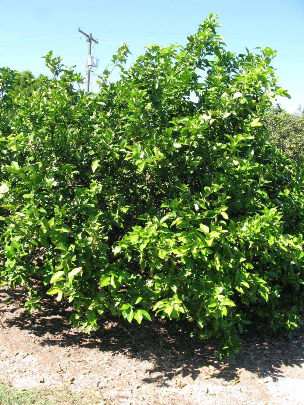            Habit (Winter Haven, FL)   